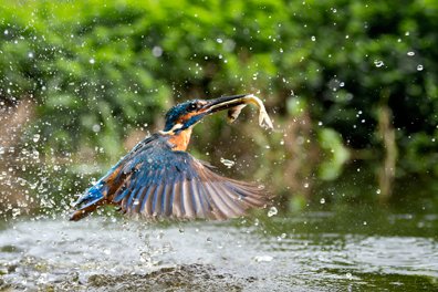 Kingfisher takes a fish from the water